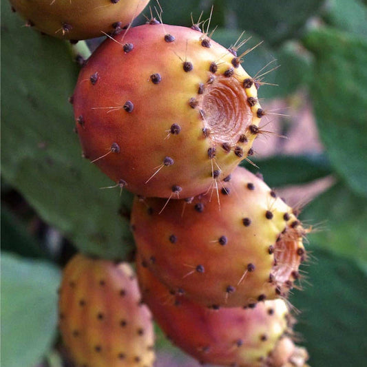 Opuntia