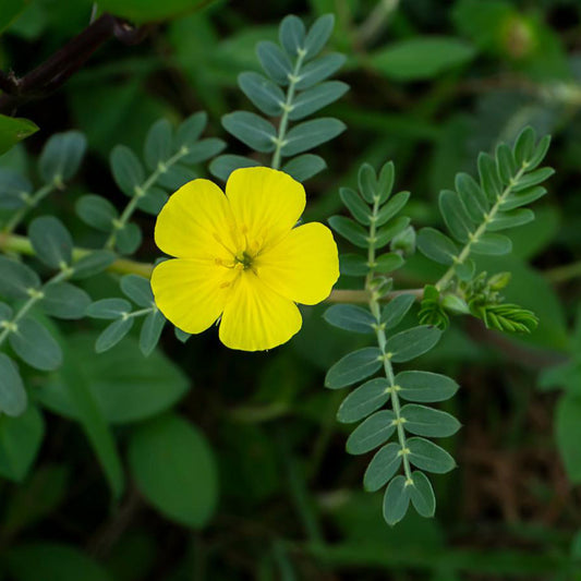 Tribulus Terrestris